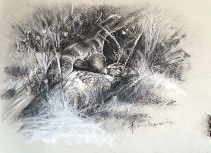 "Gero"- Falco peregrinus, juv., ♂ s bažantom